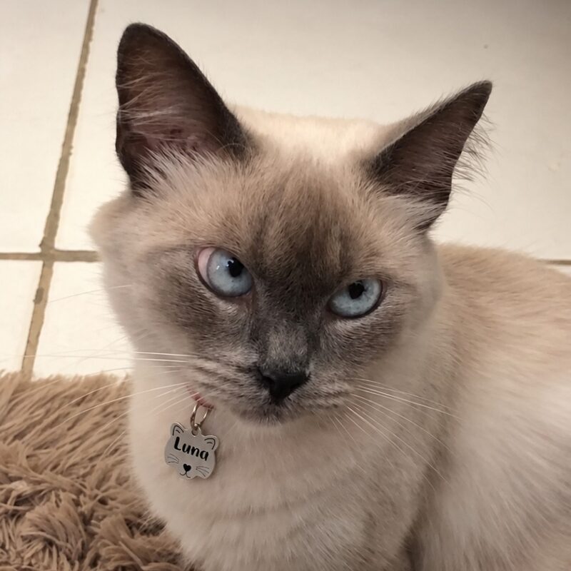 Luna, a gata, usando plaquinha PetGeo
